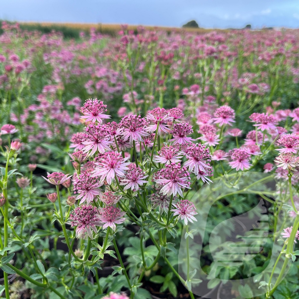 Astrantia 'Pink Pride'