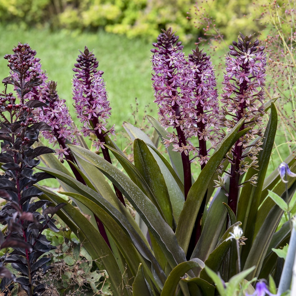 [EUCPREIG-C2] Eucomis 'Purple Reign'®