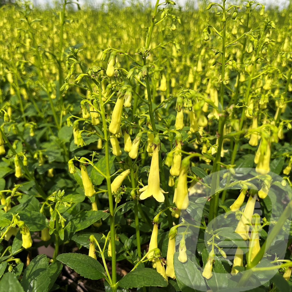 [PHYCYELL-C2] Phygelius Colorbust™ 'Yellow'