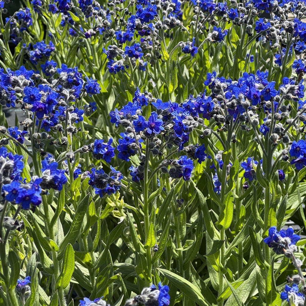 Lindelofia 'Fritz Pick'®