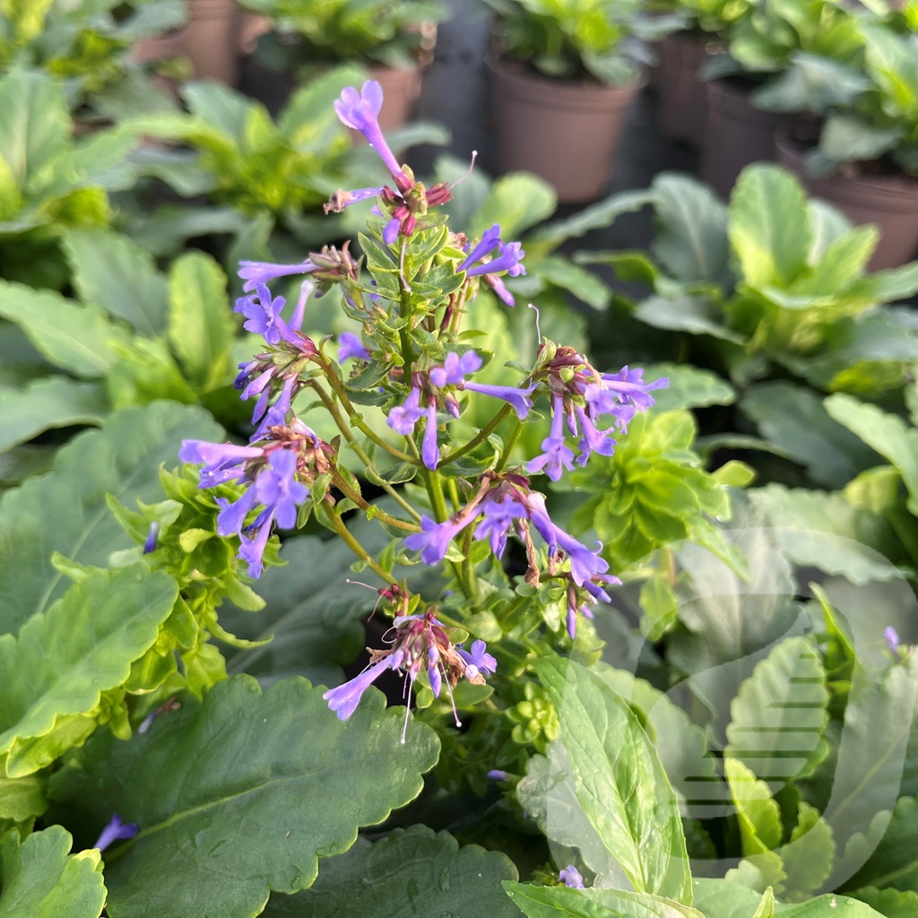 Wulfenia carinthiaca