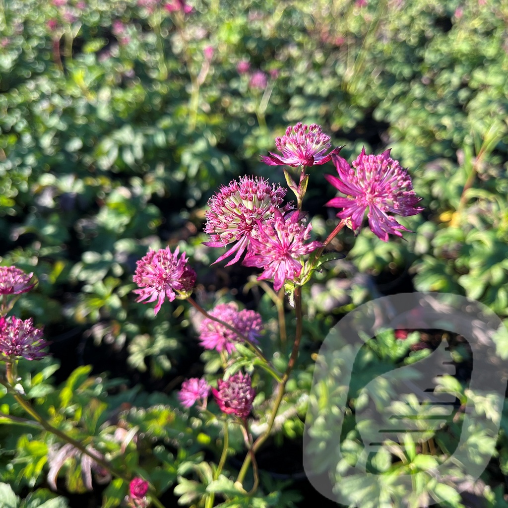 [ASTBMONO-C2] Astrantia 'Burgundy Manor'