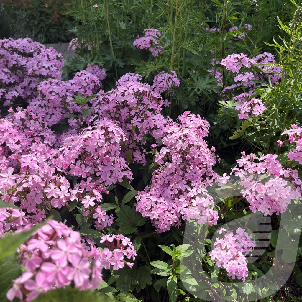 [SAPINTER-C2] Saponaria sicula intermedia