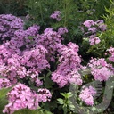 Saponaria sicula intermedia