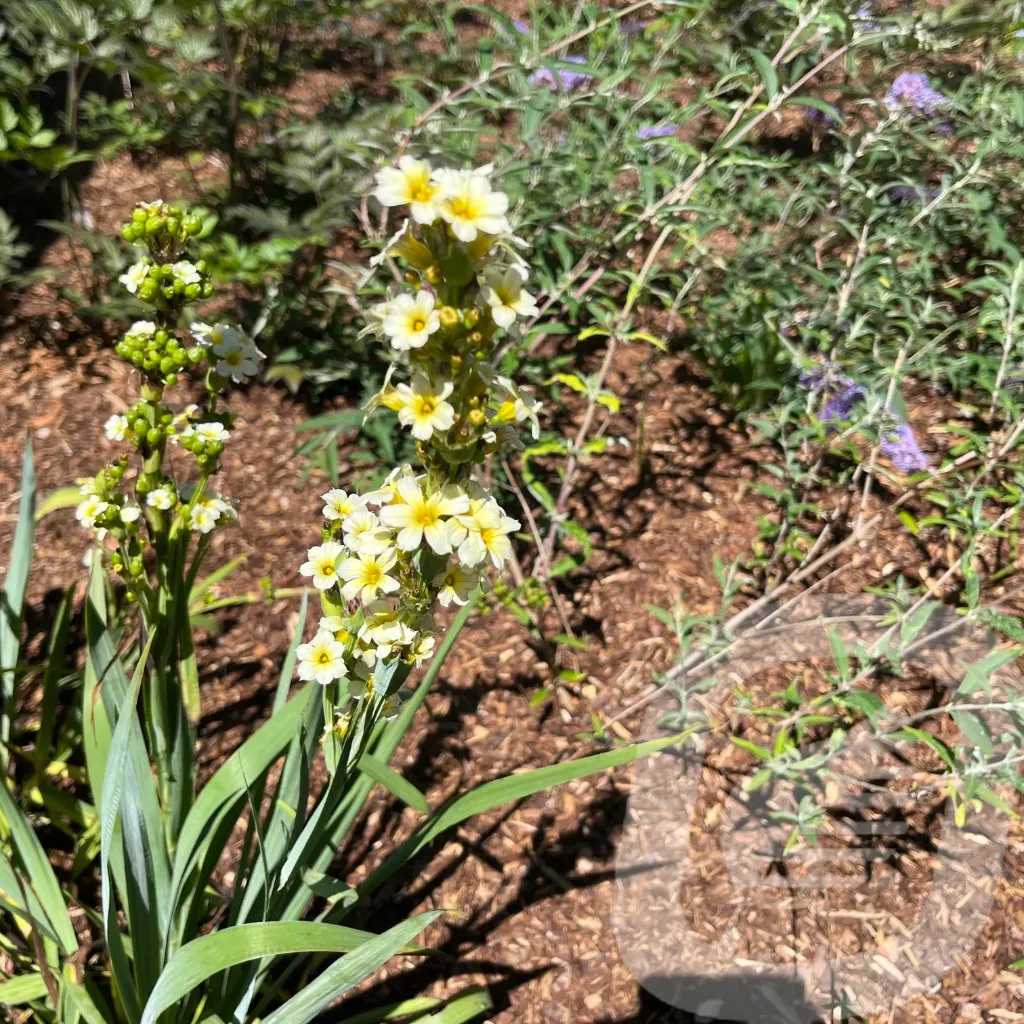 [SISSTRIA-C2] Sisyrinchium striatum