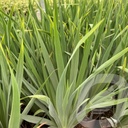 Sisyrinchium striatum