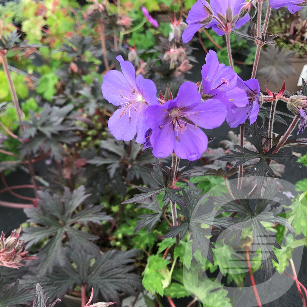 Geranium prat. 'Bloom Chocolatta'