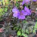 Geranium prat. 'Bloom Chocolatta'