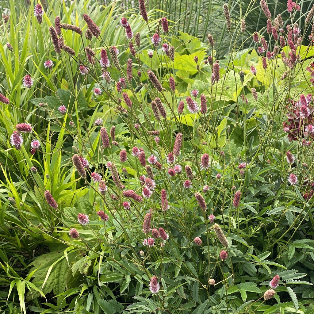 Sanguisorba 'Pink Tanna'