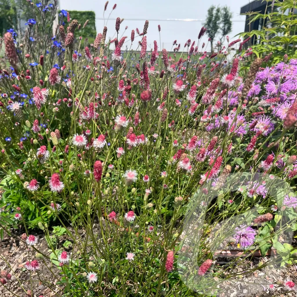 [SANPTANN-C2] Sanguisorba 'Pink Tanna'