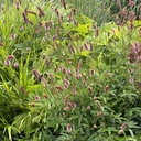 Sanguisorba 'Pink Tanna'