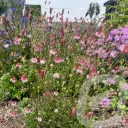 Sanguisorba 'Pink Tanna'