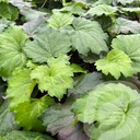 Ordenia 'Fusion of Fire'