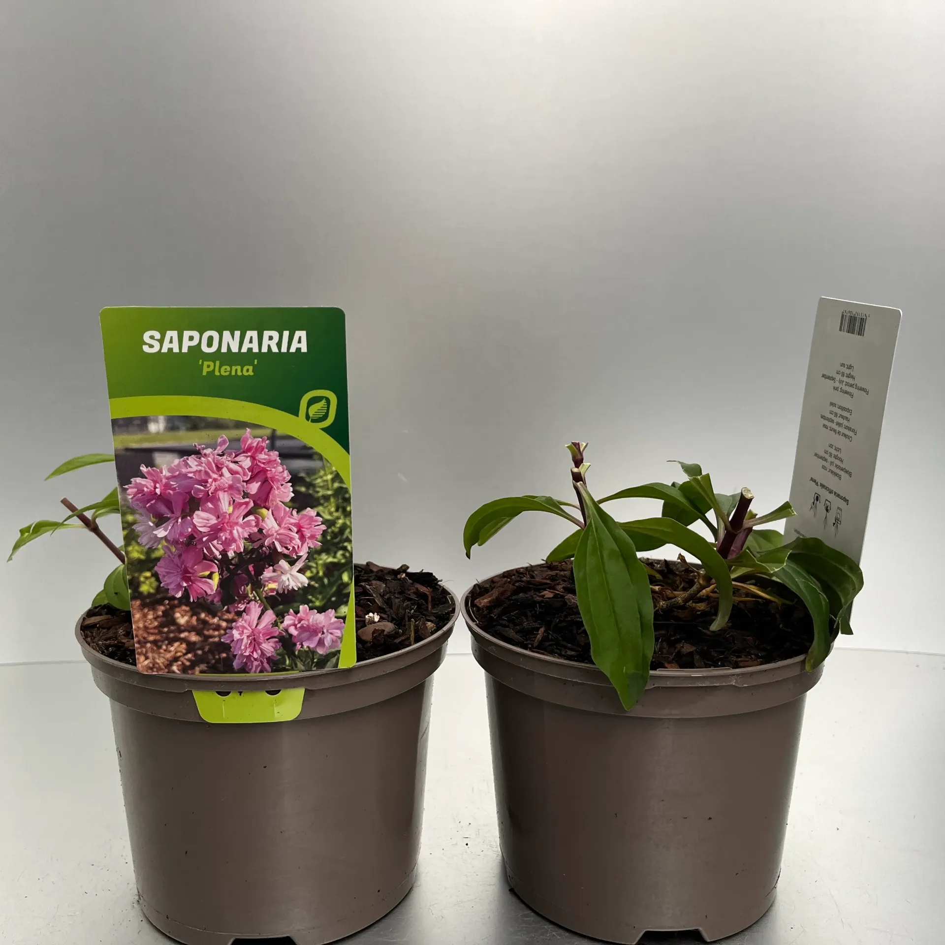 [SAPPLENA-C2] Saponaria off. 'Plena'