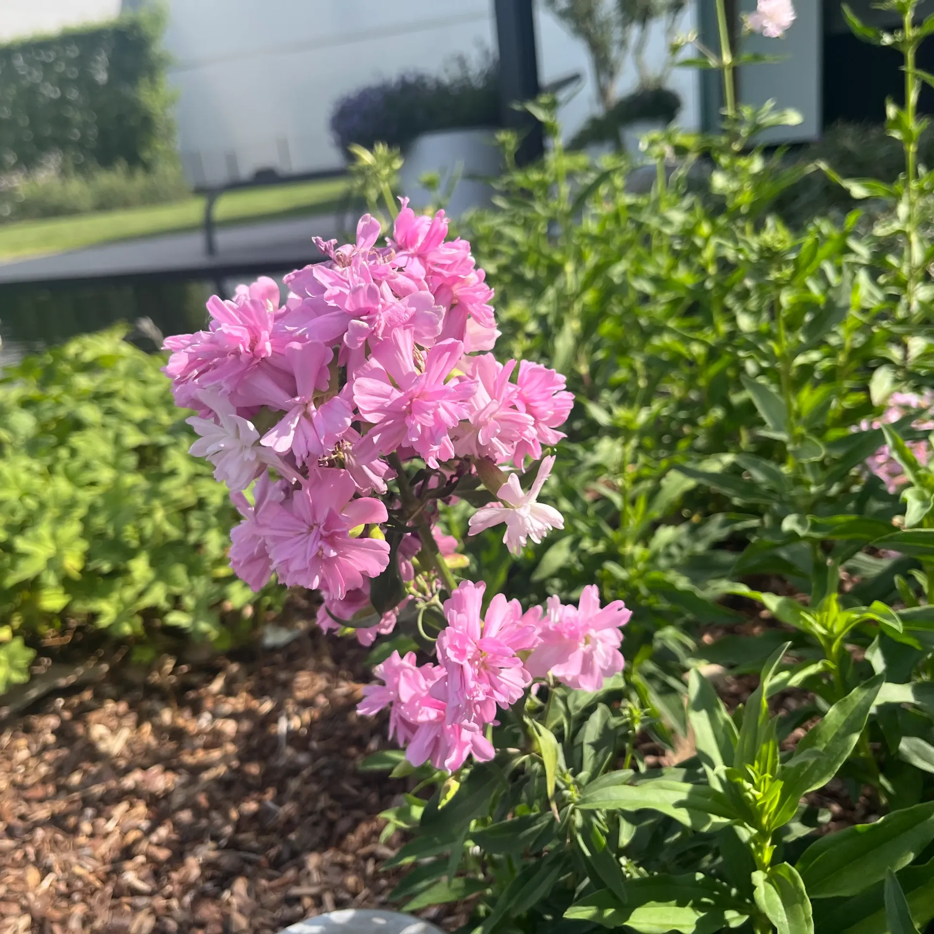 Saponaria off. 'Plena'