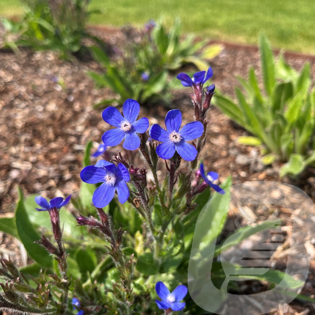 [ANCFPRID-C2] Anchusa 'Feltham Pride'