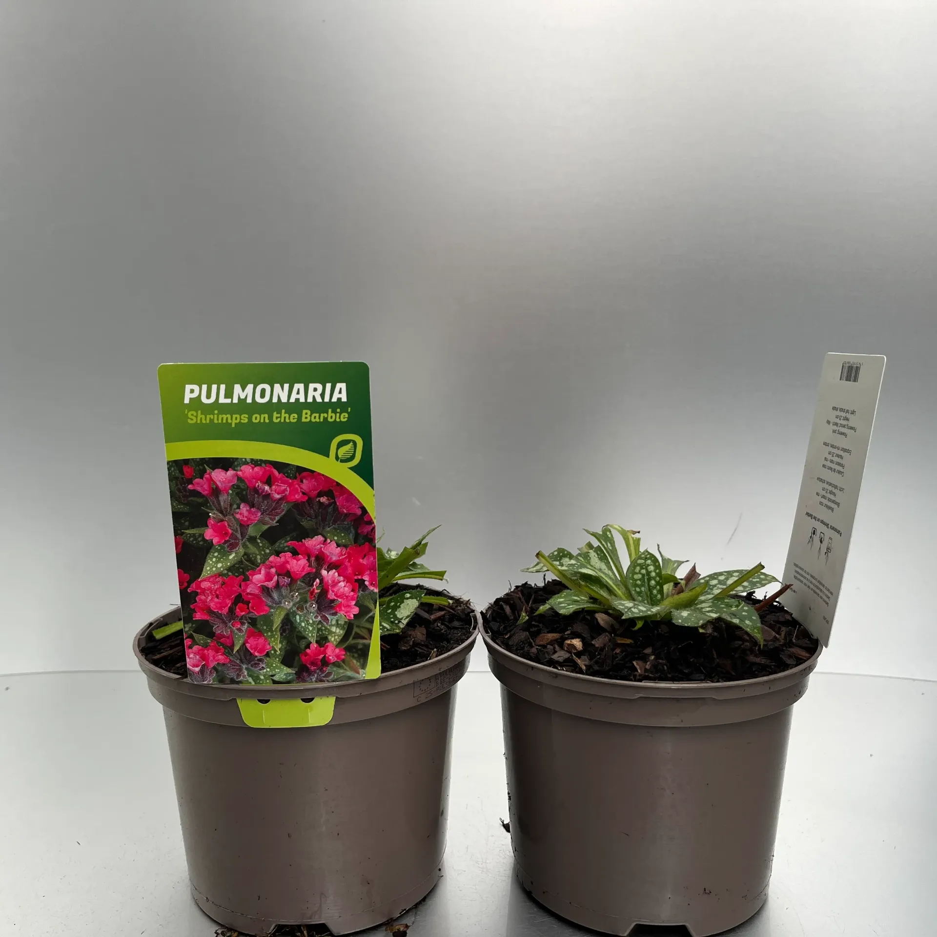 [PULSBARB-C2] Pulmonaria 'Shrimps on the Barbie'