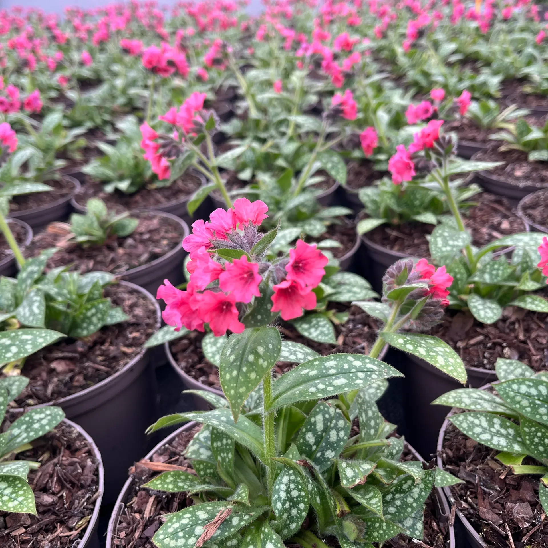 Pulmonaria 'Shrimps on the Barbie'