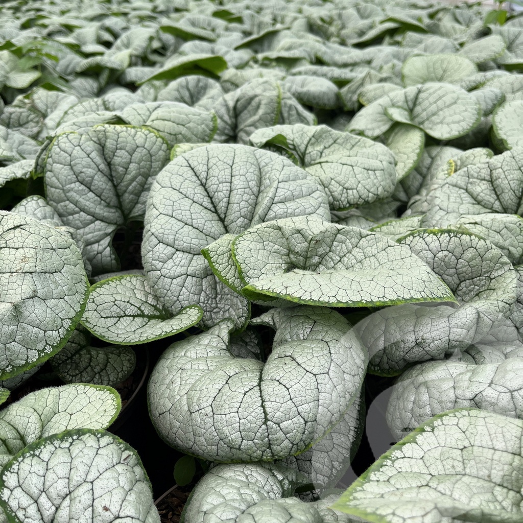 [BRUSHEAR-C2] Brunnera macr. 'Silver Heart'®