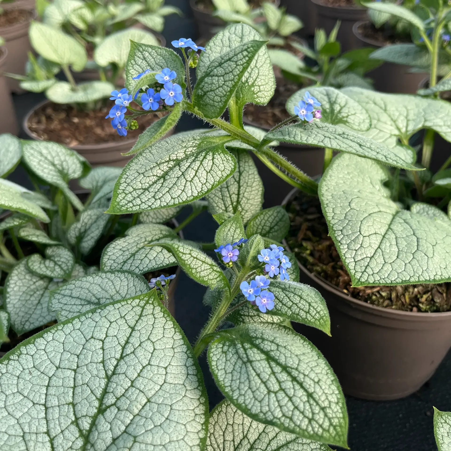 [BRUSHEAR-C2] Brunnera macr. 'Silver Heart'®