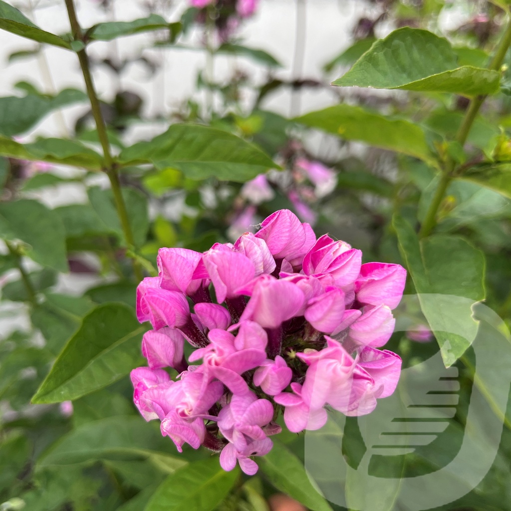 [PHLBUTON-C2] Phlox 'Butonik'