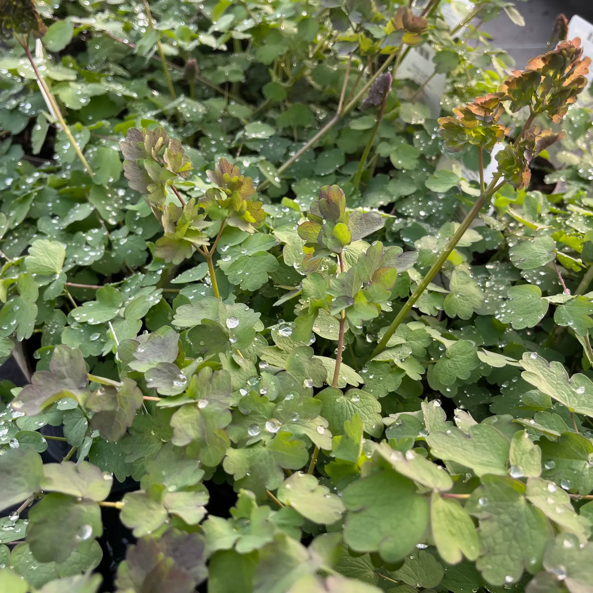 Thalictrum 'Elin'