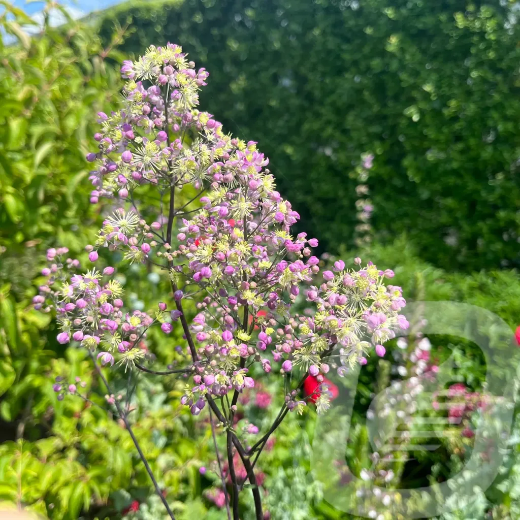 Thalictrum 'Elin'
