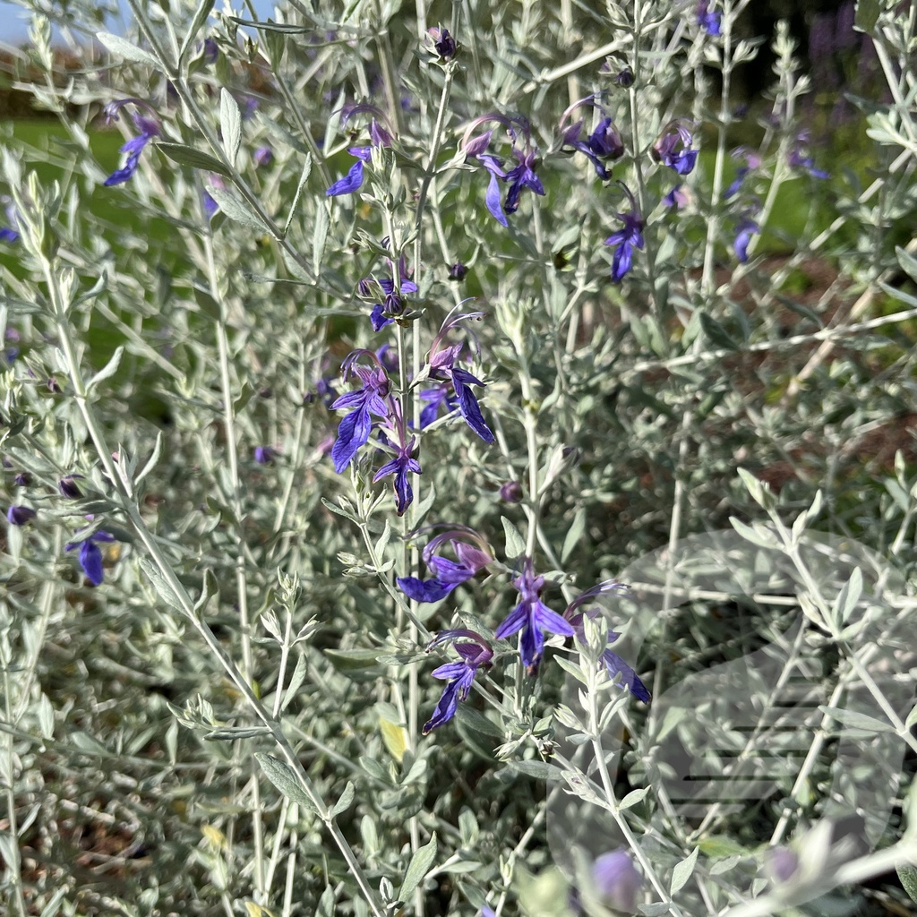 Teucrium 'Indigo'®