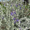 Teucrium 'Indigo'®