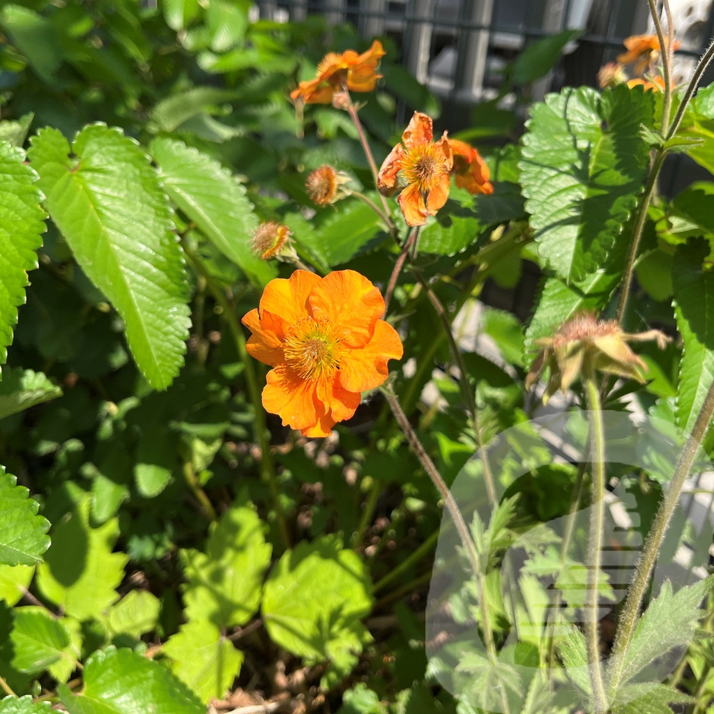 [GEUFOTEM-C2] Geum 'Foxy Tempest'®