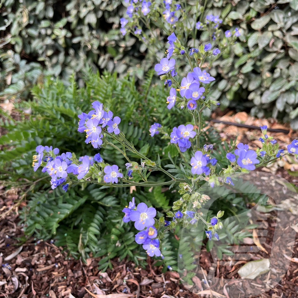 [POLHRIDG-C2] Polemonium 'Hurricane Ridge'®
