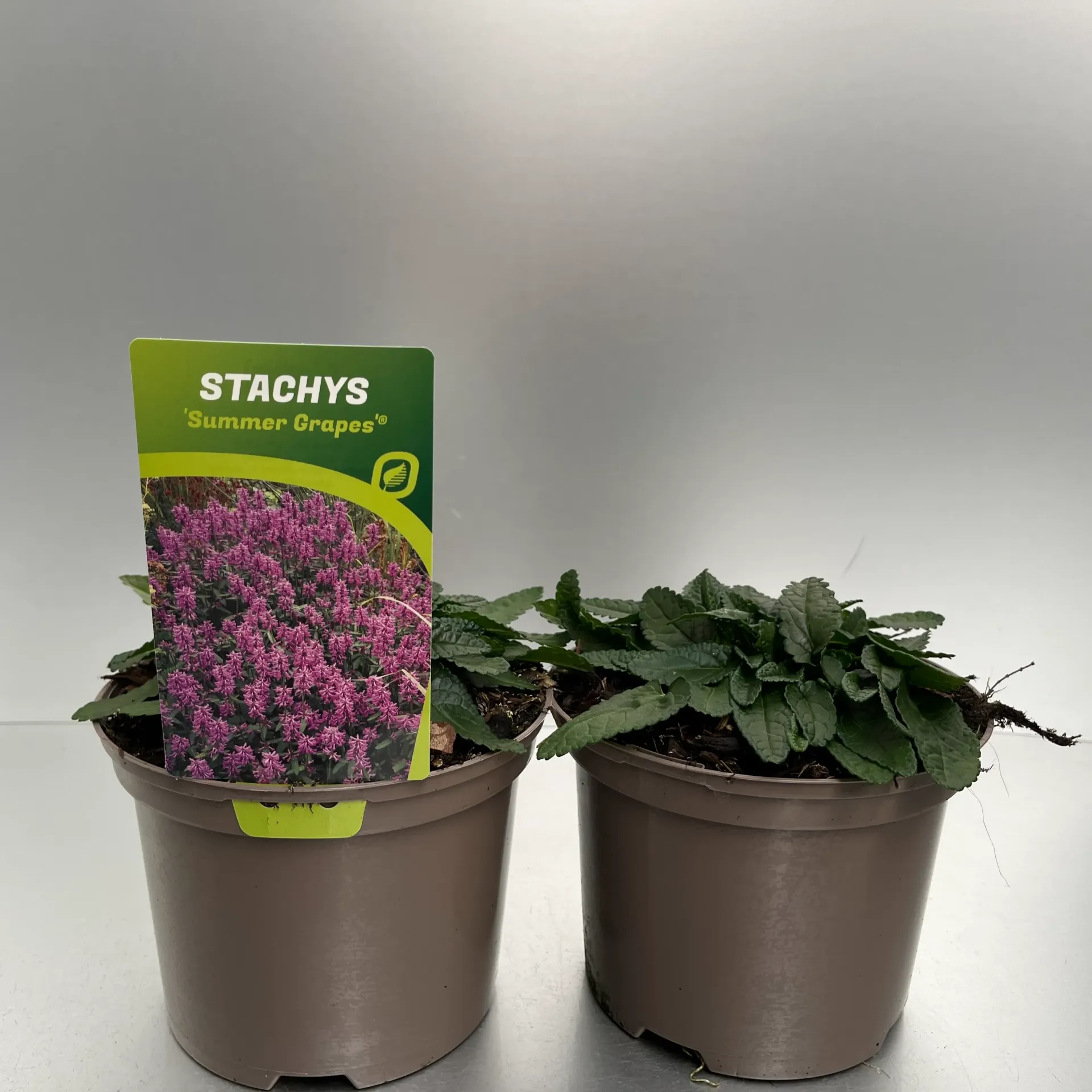 Stachys 'Summer Grapes'®