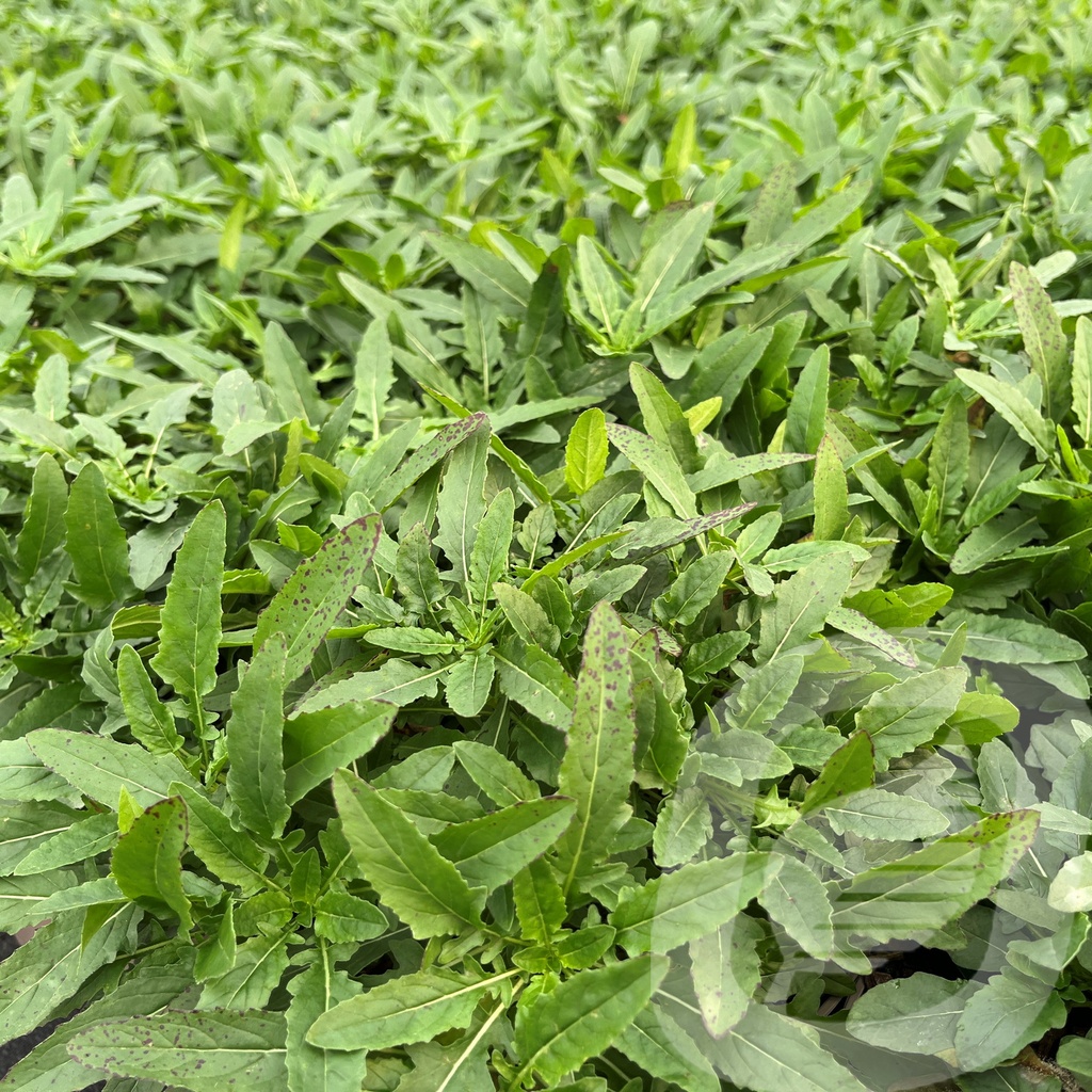 [OENSPINK-C2] Oenothera 'Siskiyou Pink'