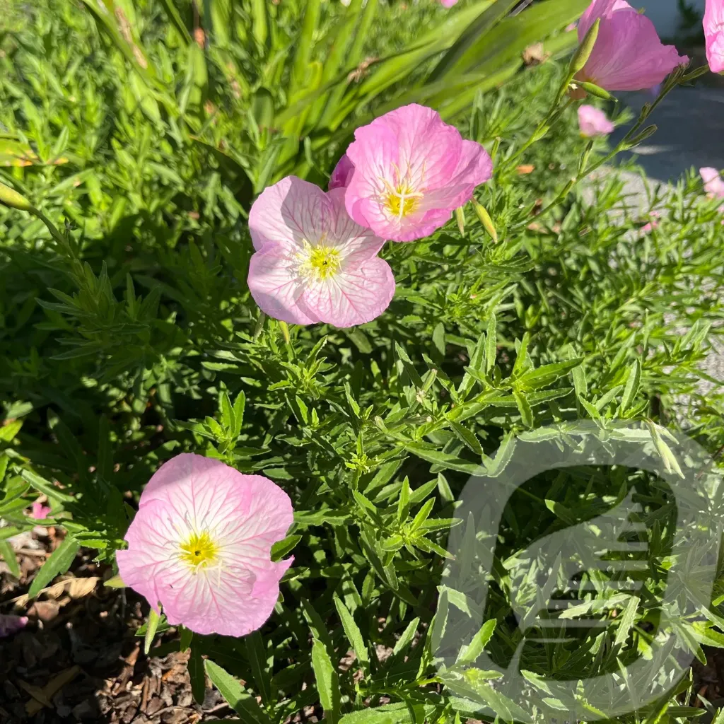 [OENSPINK-C2] Oenothera 'Siskiyou Pink'