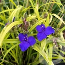 Tradescantia 'Sweet Kate'