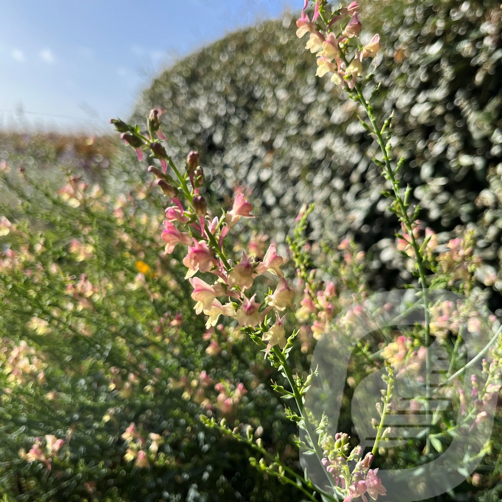 [LINPEACH-C2] Linaria 'Peachy'