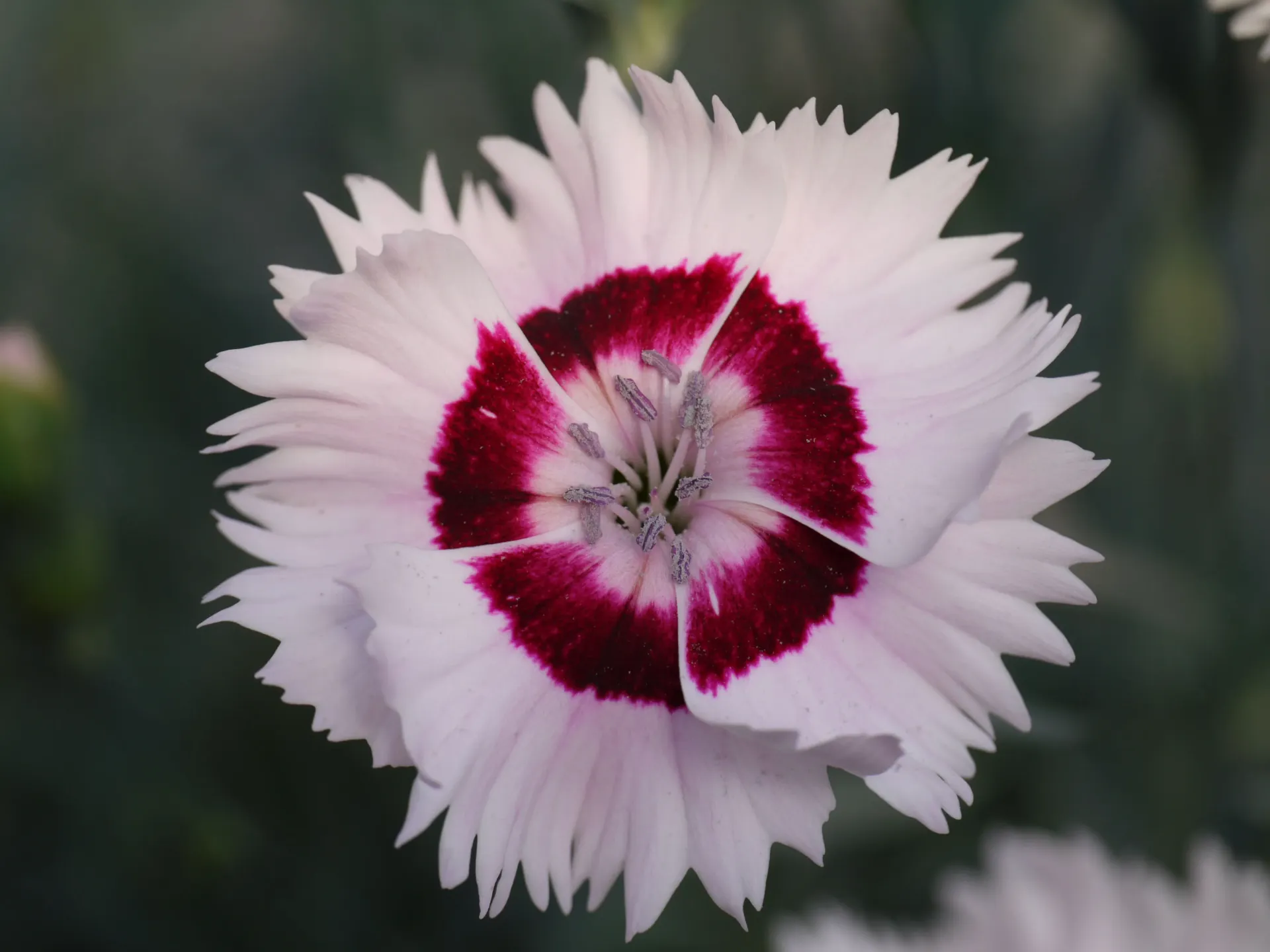 [DIACCDAI-C2] Dianthus 'Coctail Cherry Daiquiri'