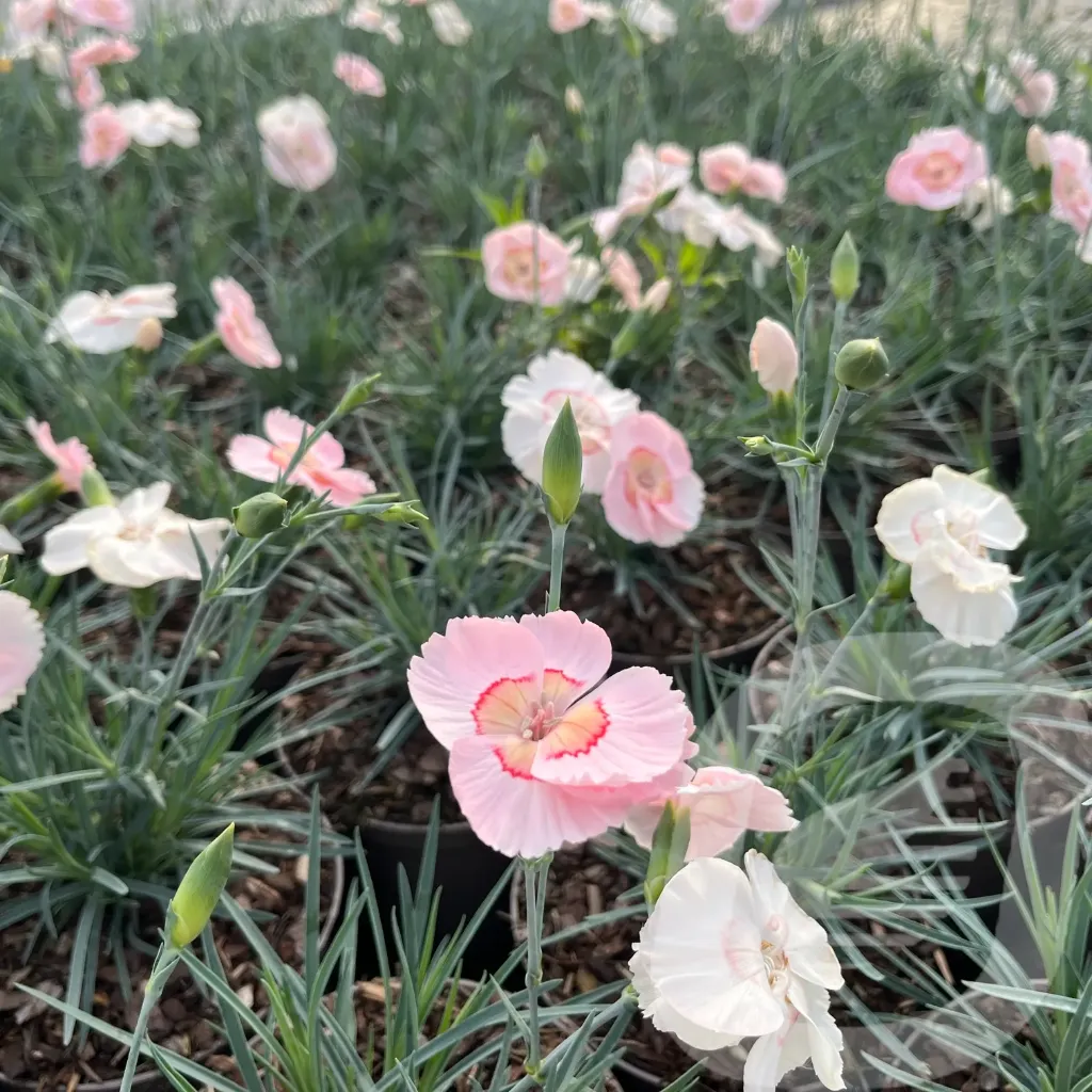 Dianthus 'Coctail Tequila Sunrise'
