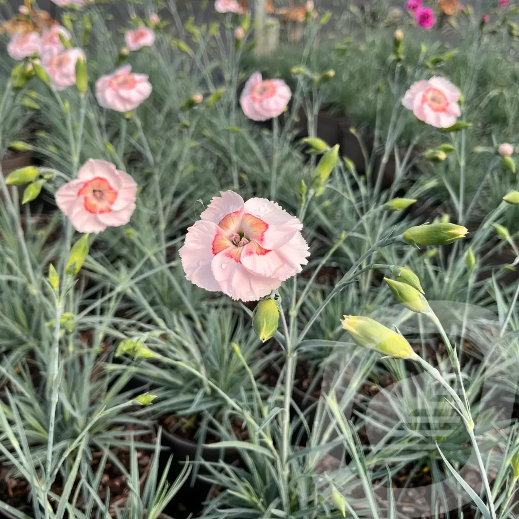 [DIACTSUN-C2] Dianthus sel® 'Wehtman Coctails® 'Tequila Sunrise'