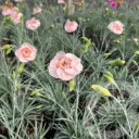 Dianthus 'Coctail Tequila Sunrise'