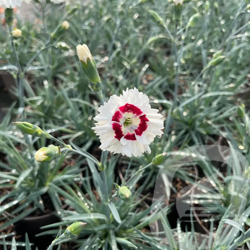 [DIACCODA-C2] Dianthus sel® 'Wehtman Coctails® 'Coconut Daiquiri'