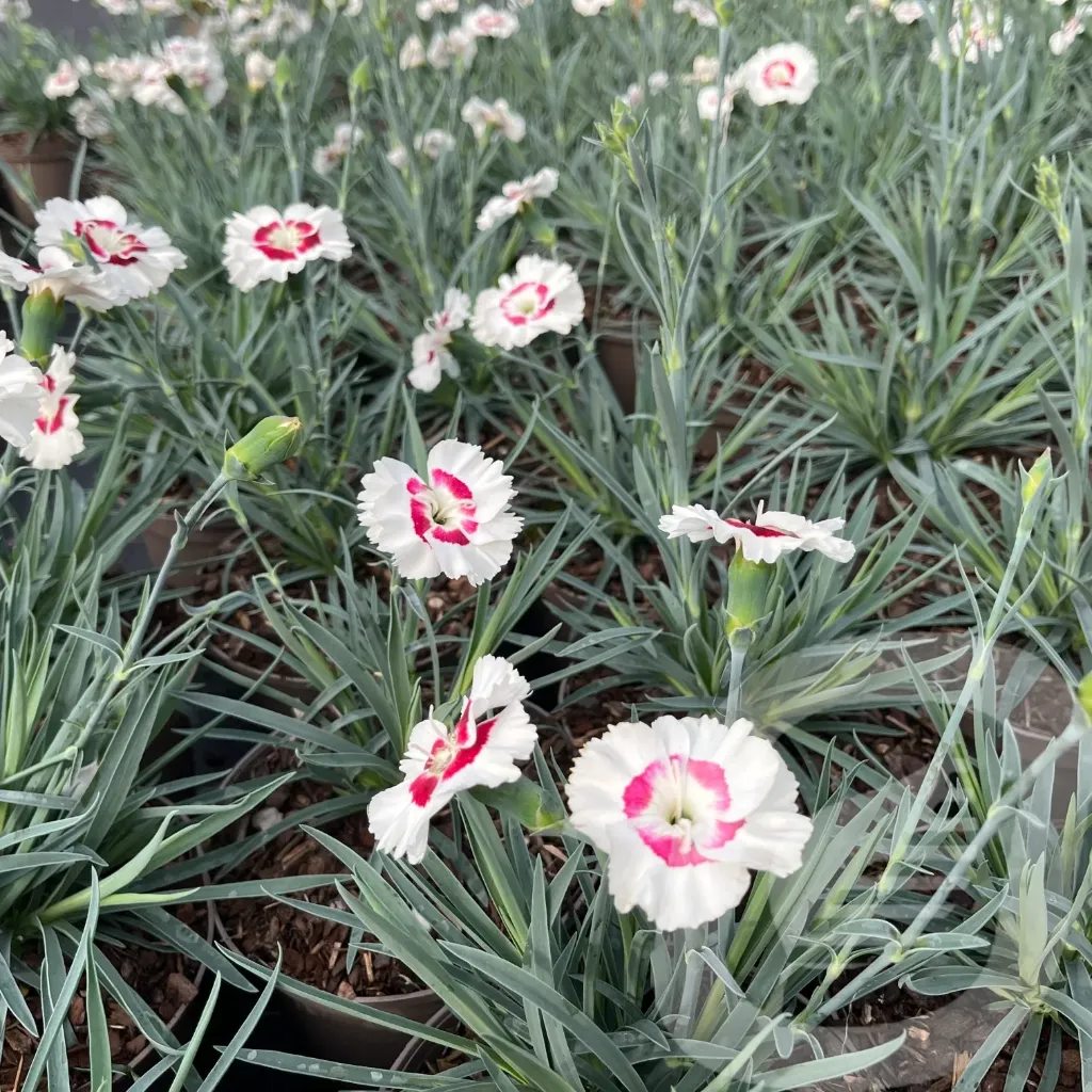 Dianthus sel® 'Wehtman Coctails® 'Coconut Daiquiri'