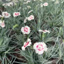 Dianthus sel® 'Wehtman Coctails® 'Coconut Daiquiri'