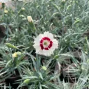 Dianthus sel® 'Wehtman Coctails® 'Coconut Daiquiri'
