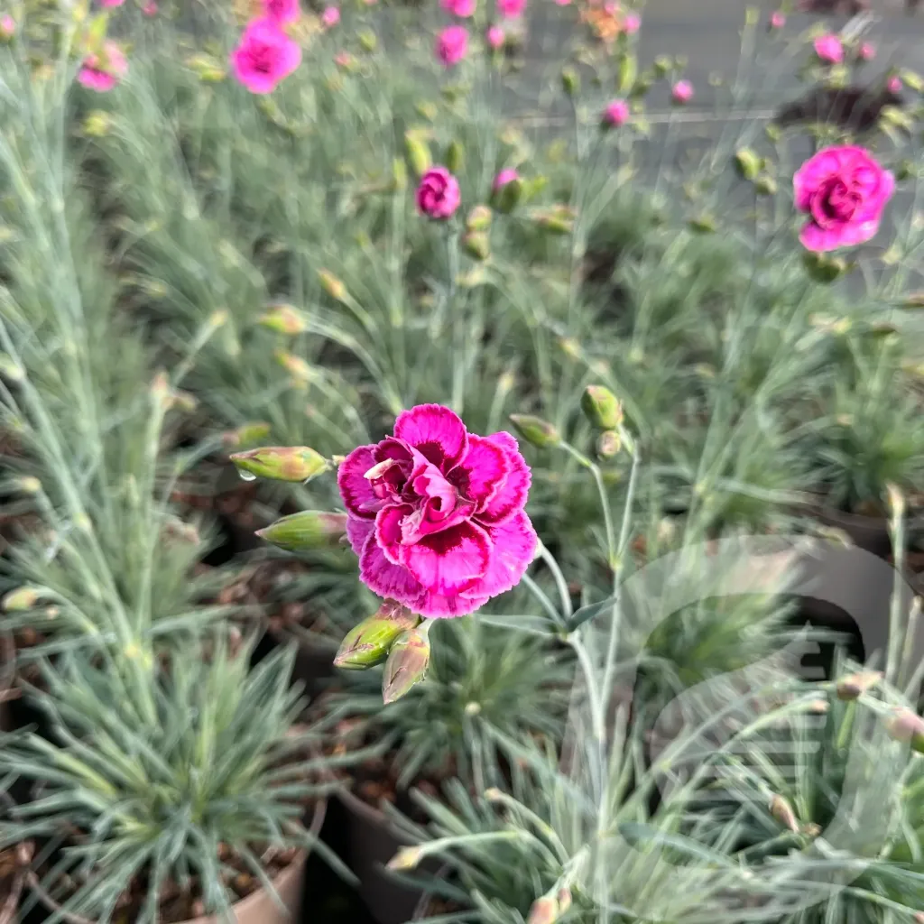 [DIAMROUG-C2] Dianthus sel® 'sel® Garden Pinks Moulin Rouge'