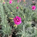 Dianthus sel® 'sel® Garden Pinks Moulin Rouge'