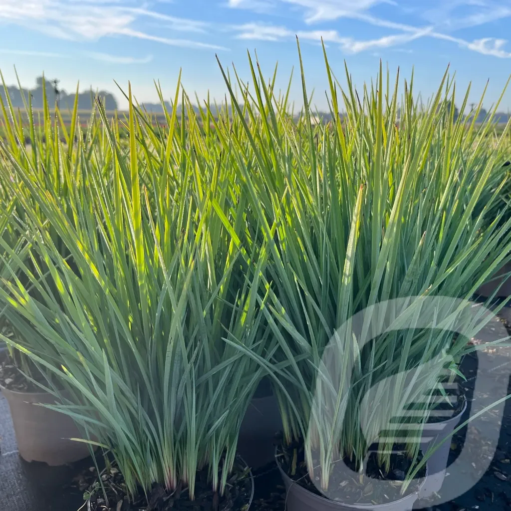 [DIACOOLV-C2] Dianella 'Coolvista'®