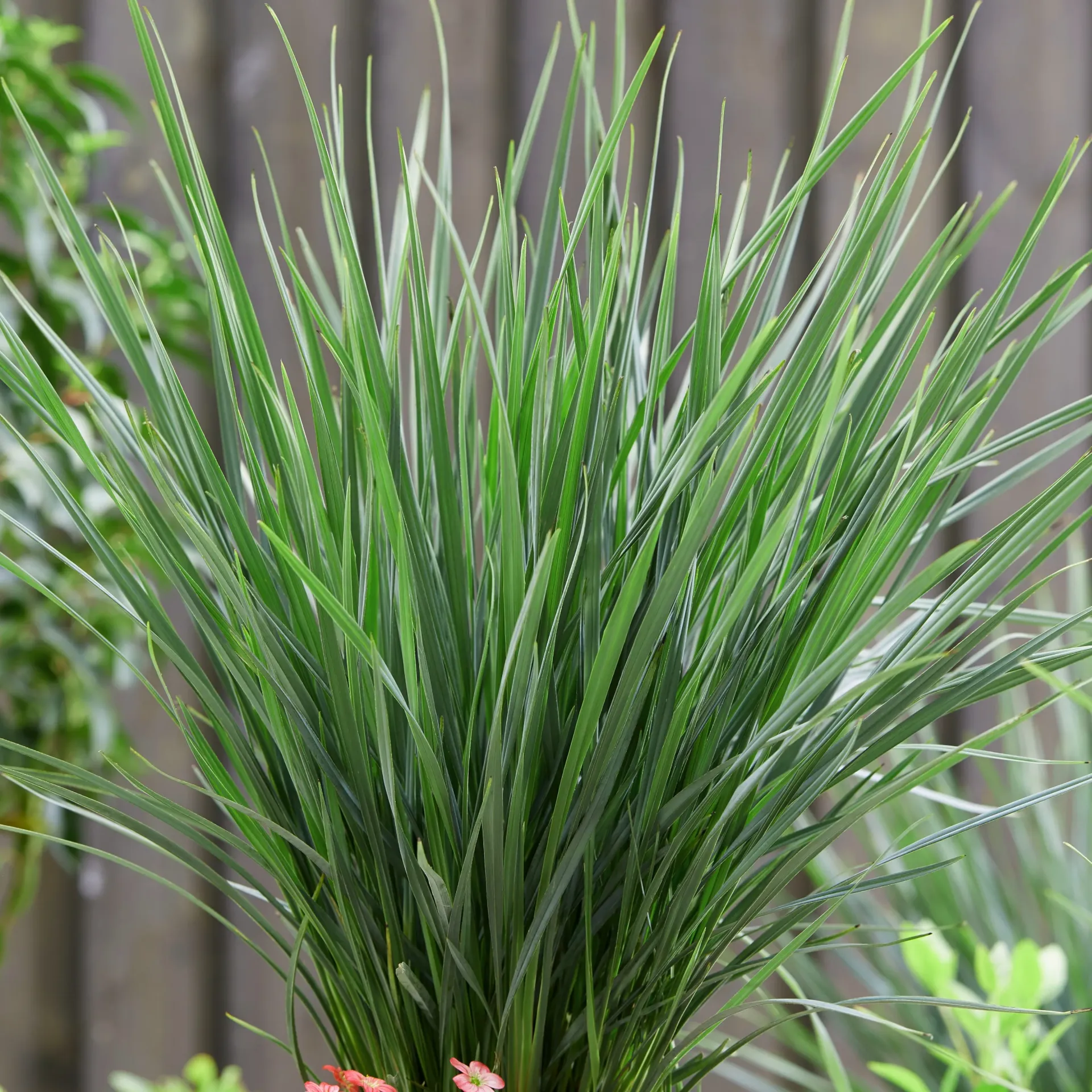 Dianella 'Coolvista'®