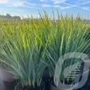 Dianella 'Coolvista'®