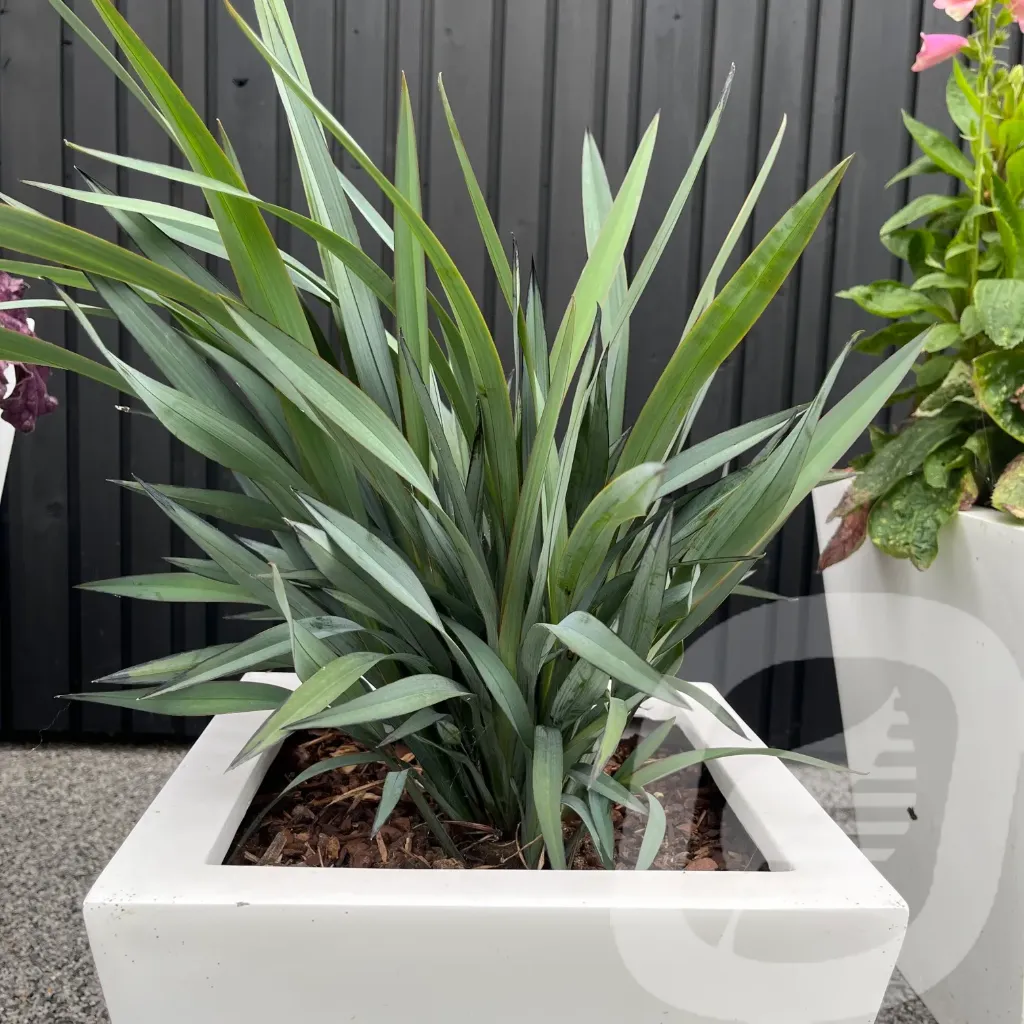 [DIABSTRE-C2] Dianella 'Blue Stream'®